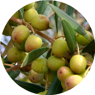 Arbequina