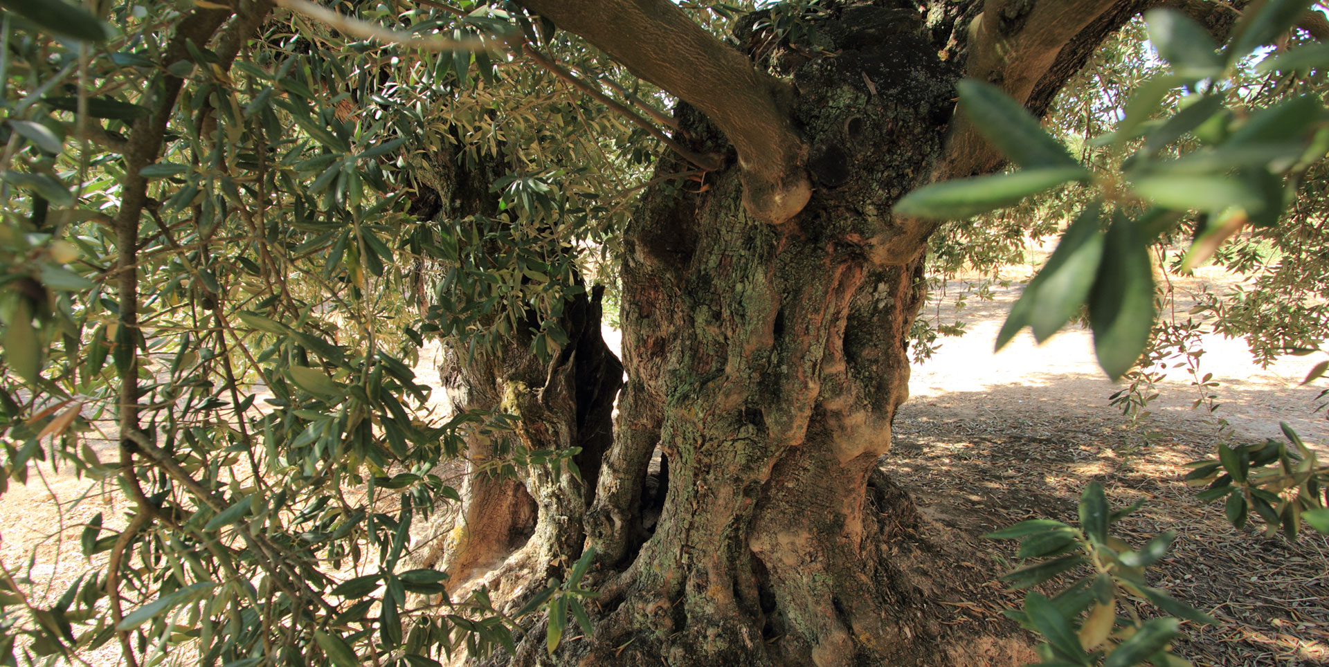 Olivar Balcón del Sur — Lucena, Córdoba