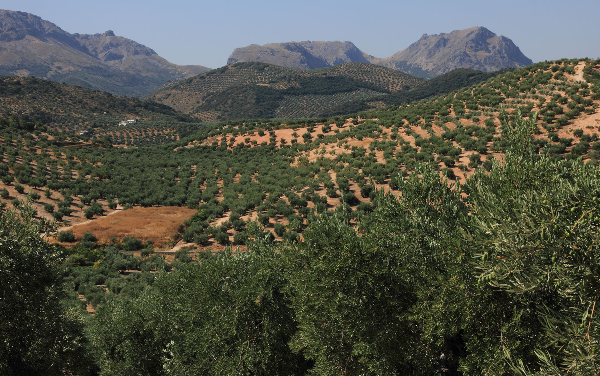 Paisaje olivar Andalucía