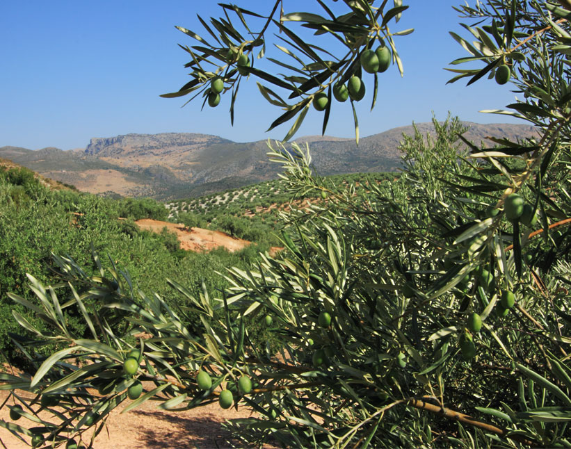 Aceite de oliva virgen extra Balcón del Sur