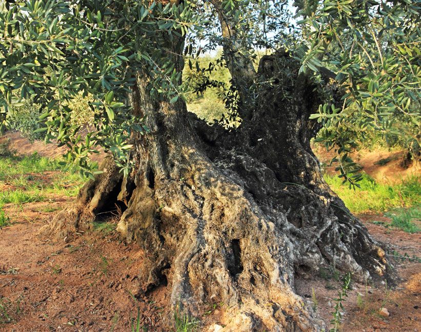 Aceite de oliva virgen extra
