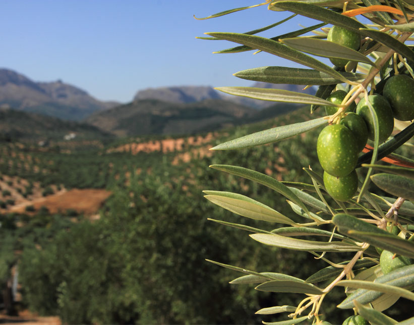 Aceite de oliva sin filtrar